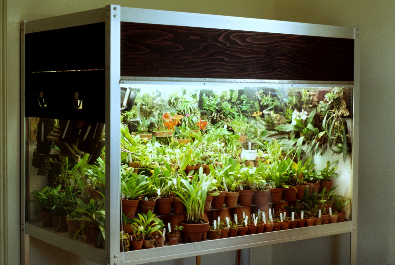 Orchids in Bloom My Orchidarium